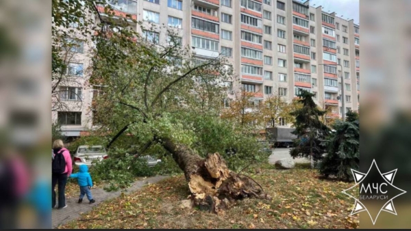 В МЧС рассказали о последствиях сильного ветра в Беларуси