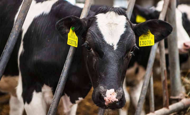 Трое работников сельхозпредприятия в Брестском районе скрыли падеж 27 голов крупного рогатого скота Трое работников сельхозпредприятия в Брестском районе скрыли падеж 27 голов крупного рогатого скота