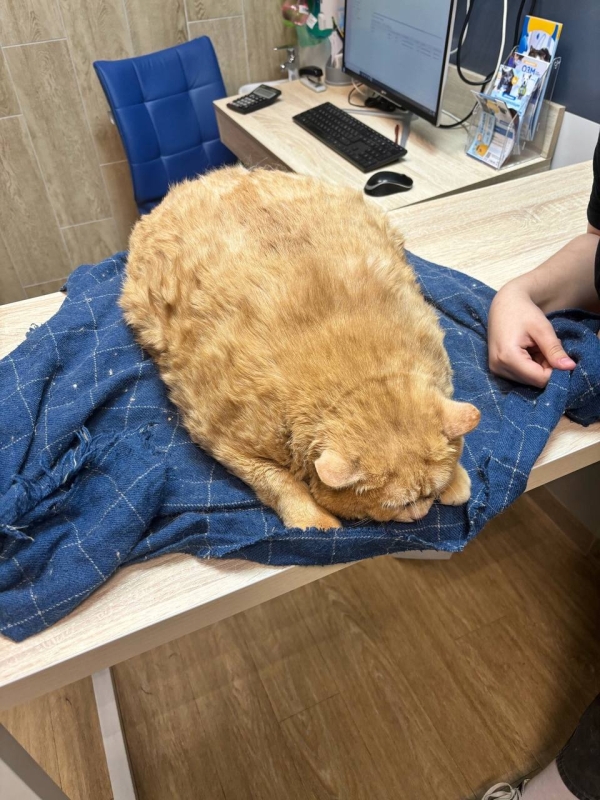 Бездомного кота откормили до 17 кг, он не может ходить