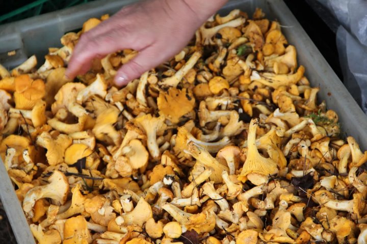 Среди самых дорогих позиций - чеснок, лисички, брусника. Что почем закупает Белкоопсоюз у огородников